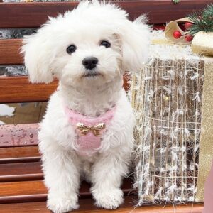 Dog Fleece Chest Strap + Leash
